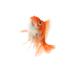 One small beautiful goldfish isolated on white