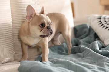 Adorable French bulldog dog on sofa indoors, closeup