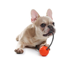 Adorable French bulldog dog with pet toy on white background
