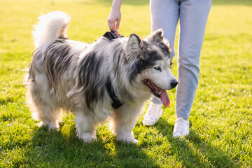 Woman with her cute Alaskan malamute dog on green grass outdoors in morning, closeup