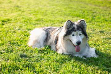 Adorable Alaskan malamute dog lying on green grass outdoors in morning