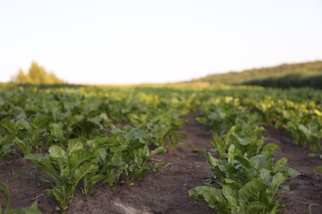 Beetroot with green leaves growing in soil outdoors, closeup
