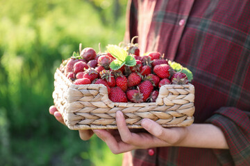 Woman holding basket with fresh strawberries outdoors, closeup