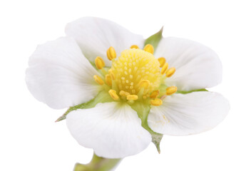 One beautiful strawberry flower isolated on white