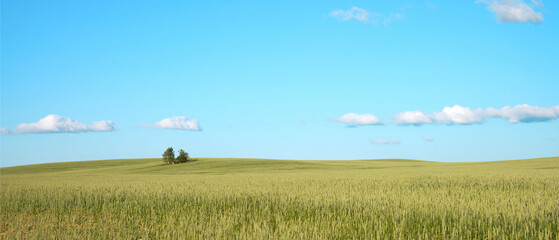 Picturesque panoramic view of wheat field under clear blue cloudy sky with lone tree on the horizon.