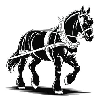 Powerful black shire horse wearing harness in a black and white illustration