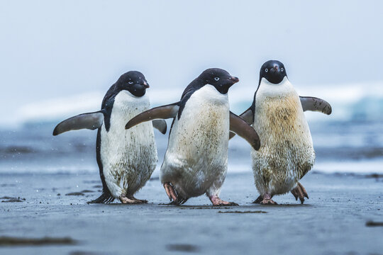 View of three Ad&Atilde;&copy;lie penguins waddling on the sandy shore with outstretched wings against a misty, pale blue backdrop, Seymour Island, Antarctica.