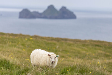 Landscape at vestmannaeyjar, westman islands, in Iceland during summer, coastline with green gras...