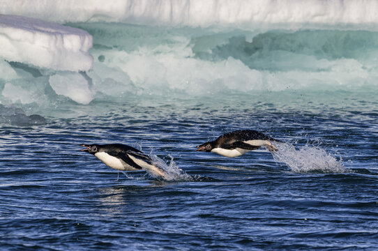 View of two Ad&Atilde;&copy;lie penguins leaping across the frigid, choppy water with icy blues and whites forming a stark Antarctic backdrop, Seymour Island, Antarctica.