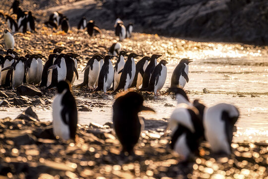 View of a huddle of Ad&Atilde;&copy;lie penguins waddling across a rocky shore as the golden light of dawn illuminates Seymour Island, Seymour Island, Antarctica.