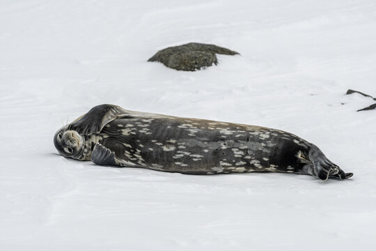 View of a spotted seal lounges languidly on a bed of pristine white snow, its dark coat a stark contrast against the icy landscape, Seymour Island, Antarctica.