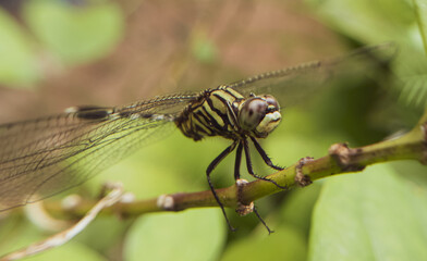 Dragonfly Close-Up – Stunning Macro Shot with Intricate Wing and Eye Detail