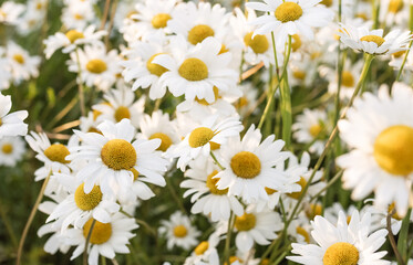 Fototapeta premium daisy flowers among green grass on a summer day in a field of daisies