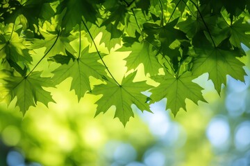 Maple leaves in sunlit spring forest background
