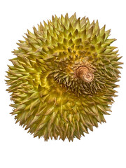 Top View of Whole Durian: Spiky Tropical Fruit on Transparent Background