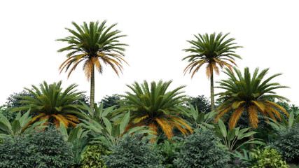 Lush Tropical Palm Tree and Foliage Group, Isolated on Transparent Background