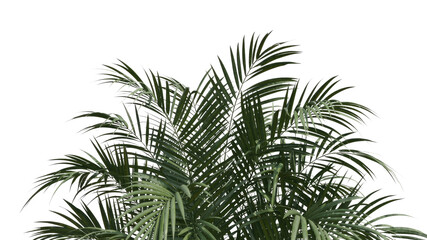 Lush Green Palm Fronds, Tropical Foliage Detail