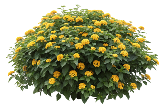 Lush green bush with abundant bright yellow flowers isolated on transparent background
