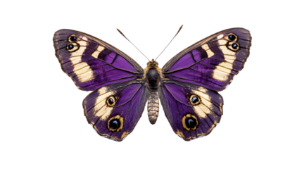 Purple Butterfly with Vibrant Wings Isolated on White Background for Professional Use