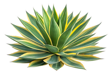Fototapeta premium Striking variegated agave plant with green and yellow leaves isolated on transparent background
