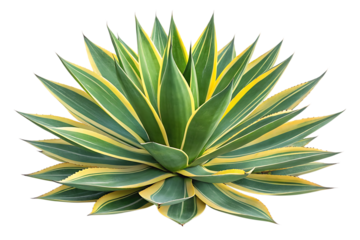 Striking variegated agave plant with green and yellow leaves isolated on transparent background