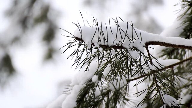 Spruce branches in the snow Winter forest Snow spruce weather