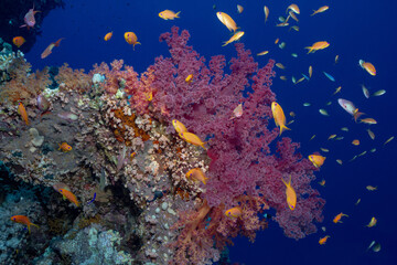 Fototapeta premium Vibrant Soft Coral and School of Anthias on a Thriving Reef