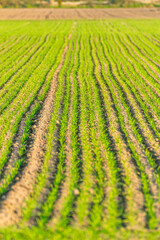A Green Field of New Shoots in a Sown Field. Concept New life and the beginnings of growth.