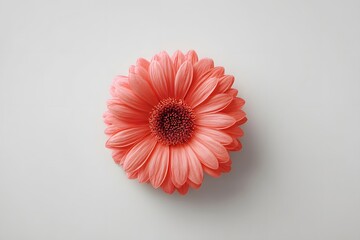 Pink Gerbera Daisy Flower on White Background Bright Natural Lighting