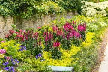 Lythrum salicaria or purple loosestrife, in the Public Garden of Bordeaux, France