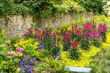 Lythrum salicaria or purple loosestrife, in the Public Garden of Bordeaux, France
