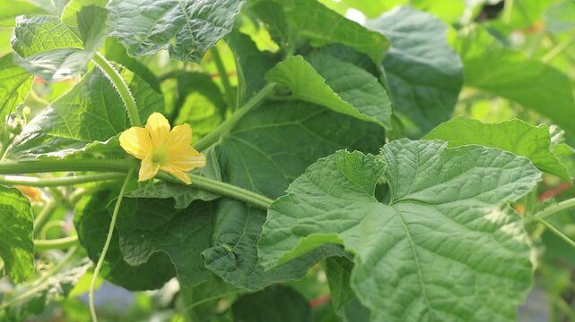water gourd or vegetable gourd plant, young plants, winter melon garden, wax gourd farm nature, marrow organic in the plantation, ash gourd farming, home gardening tropical of asian