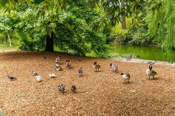 Canadian and bar-headed geese in the public garden of in Bordeaux, France