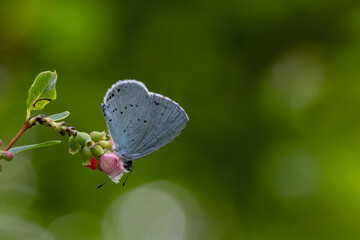 Buckthorn Blue butterfly on a flower with a green background