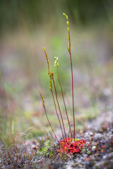 A selective focus shot of the round-leaved sundew, Drosera rotundifolia