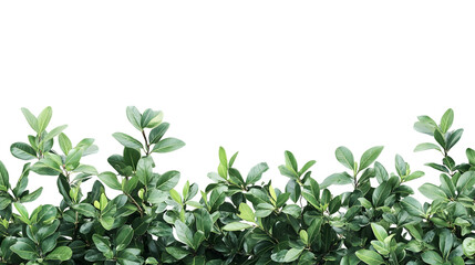 Fototapeta premium Vibrant Tropical Foliage Plant in Lush Jungle Bush Floral Arrangement
