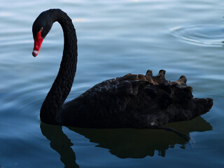 Naklejka premium black swan on the water