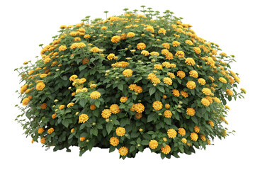 A lush green bush adorned with numerous bright yellow flowers isolated on transparent background