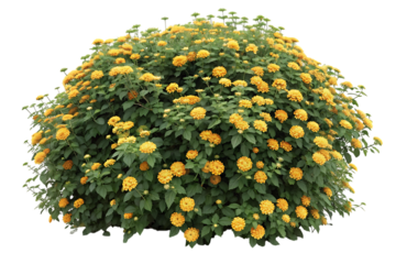 A lush green bush adorned with numerous bright yellow flowers isolated on transparent background