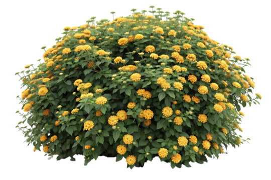 A lush green bush adorned with numerous bright yellow flowers isolated on transparent background