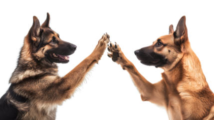 Playful Collection of Dogs Giving High Fives Isolated on White Background