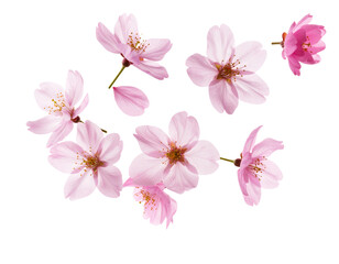 Naklejka premium Artistic Floating Pink Cherry Blossoms with Petal Rain Effect, Dreamlike Spring Concept, Isolated PNG