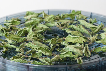 Close up of dried nettle leaves on a herb dryer