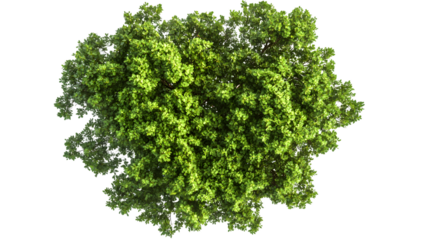 Aerial Top View of Isolated Mangrove Tree on White Background