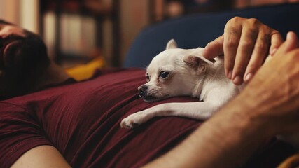 Chihuahua puppy sleeping on owner's belly during afternoon nap on couch