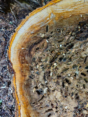 close-up of damage to a tree trunk, specifically showing tunnels or galleries under the bark. cross...