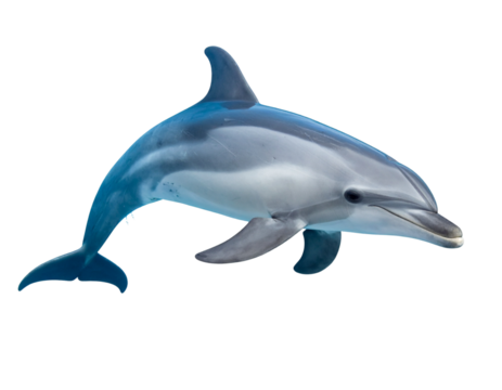 Top-Down View of Dolphin Swimming Near Surface – Calm Ocean Scene PNG