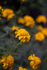 yellow flowers in the garden