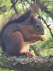 squirrel on a tree