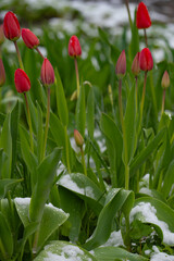 Blooming red tulips on a green lawn, spring day